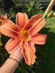 Liliowiec wysoki Orange