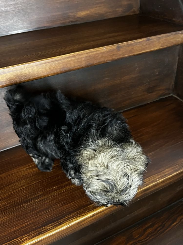 Urokliwy Piesek Shih Tzu Gotowy Do Odbioru