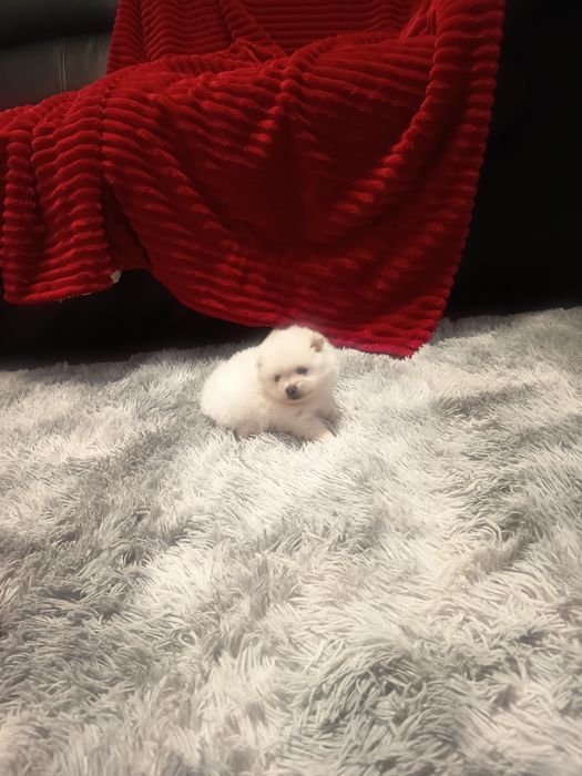 Spitz Ana,Lulu da Pomerânia femea
