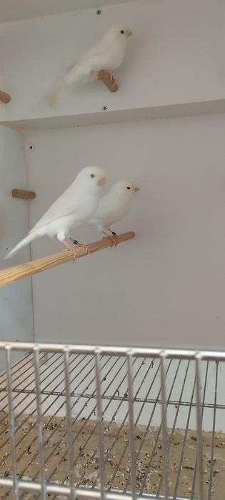 Canários branco recessivos