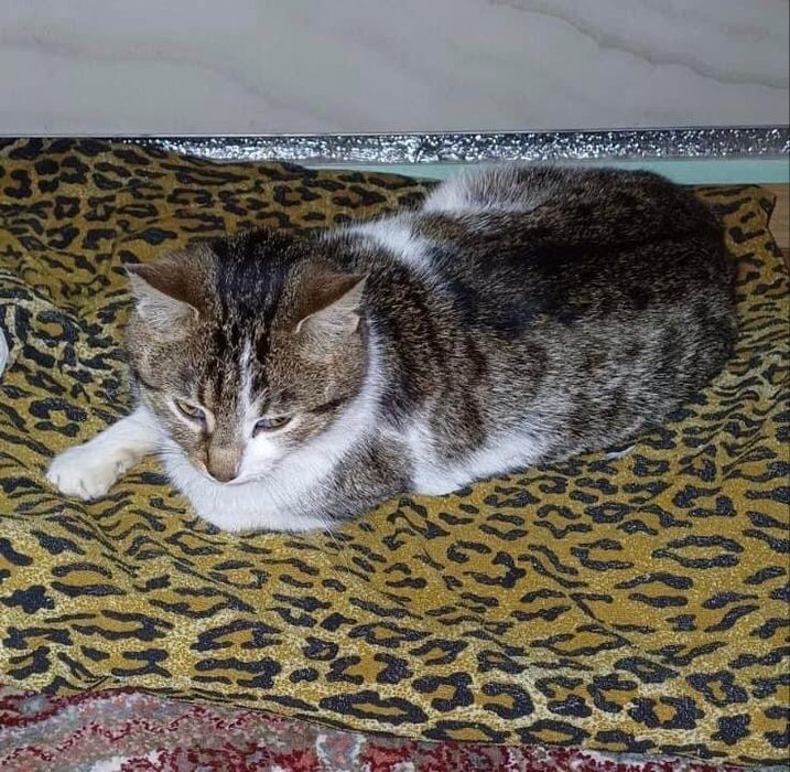 Киця шукає дім! 10 місяців. Стерилізована