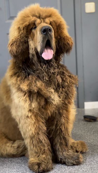 Грумінг Великих пород