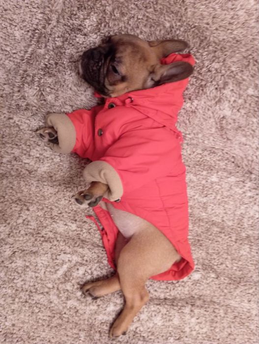 Цуценята французького бульдога шукають родину!