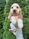 Cocker Spaniel Angielski Kajra