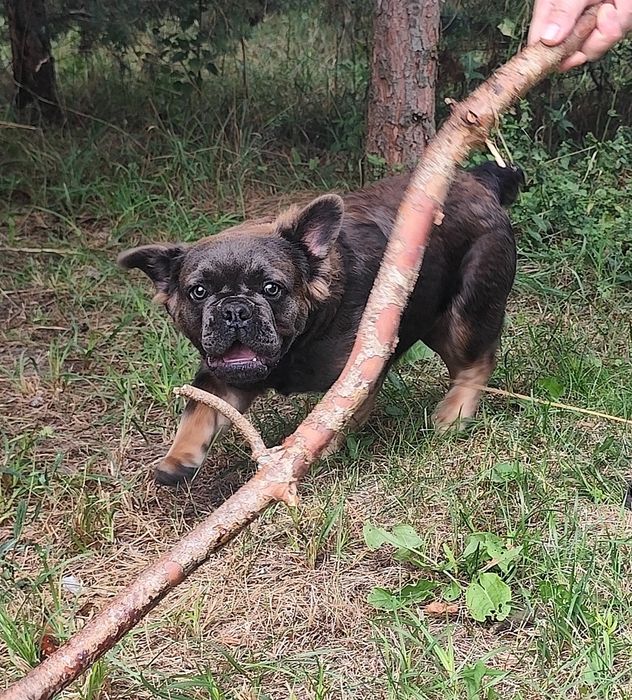 Buldog francuski 7 miesięcy pies