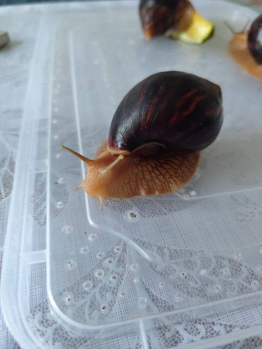 Равлики Ахатіни!