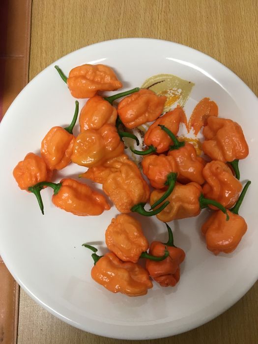 Sementes de carolina reaper laranja
