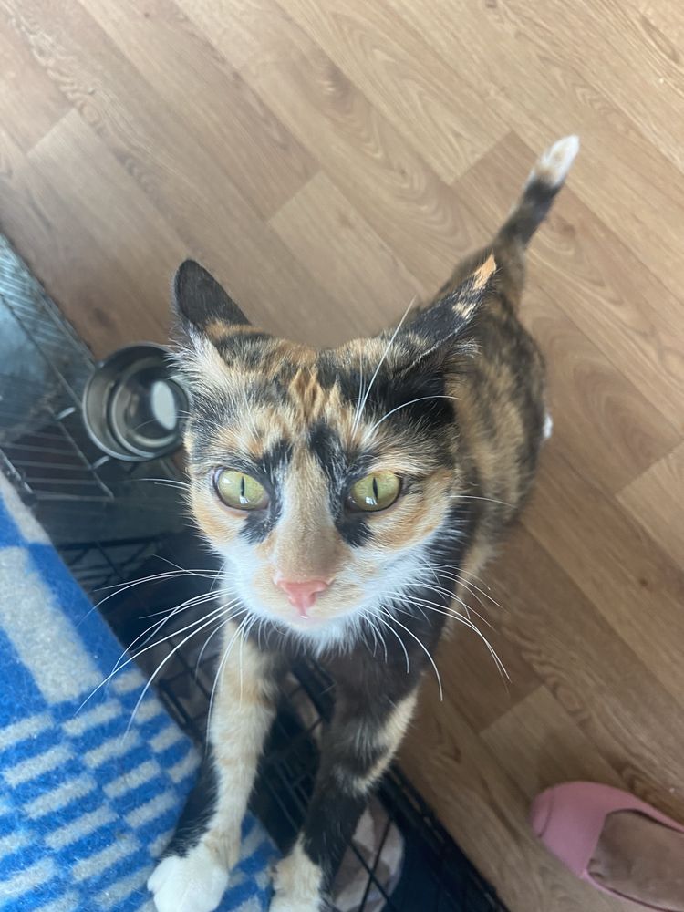 Котик безкоштовно