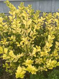 Бірючина золотиста  (Ligustrum vulgare aureum) 40 грн