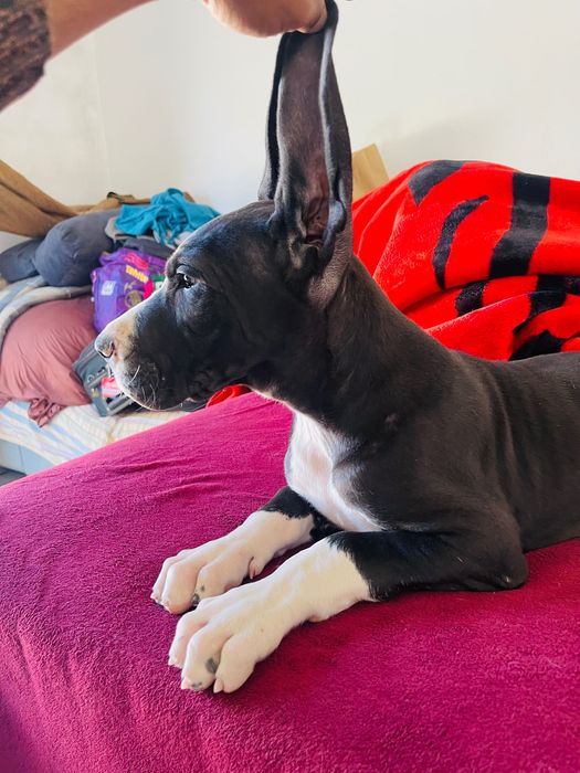 dog alemao macho