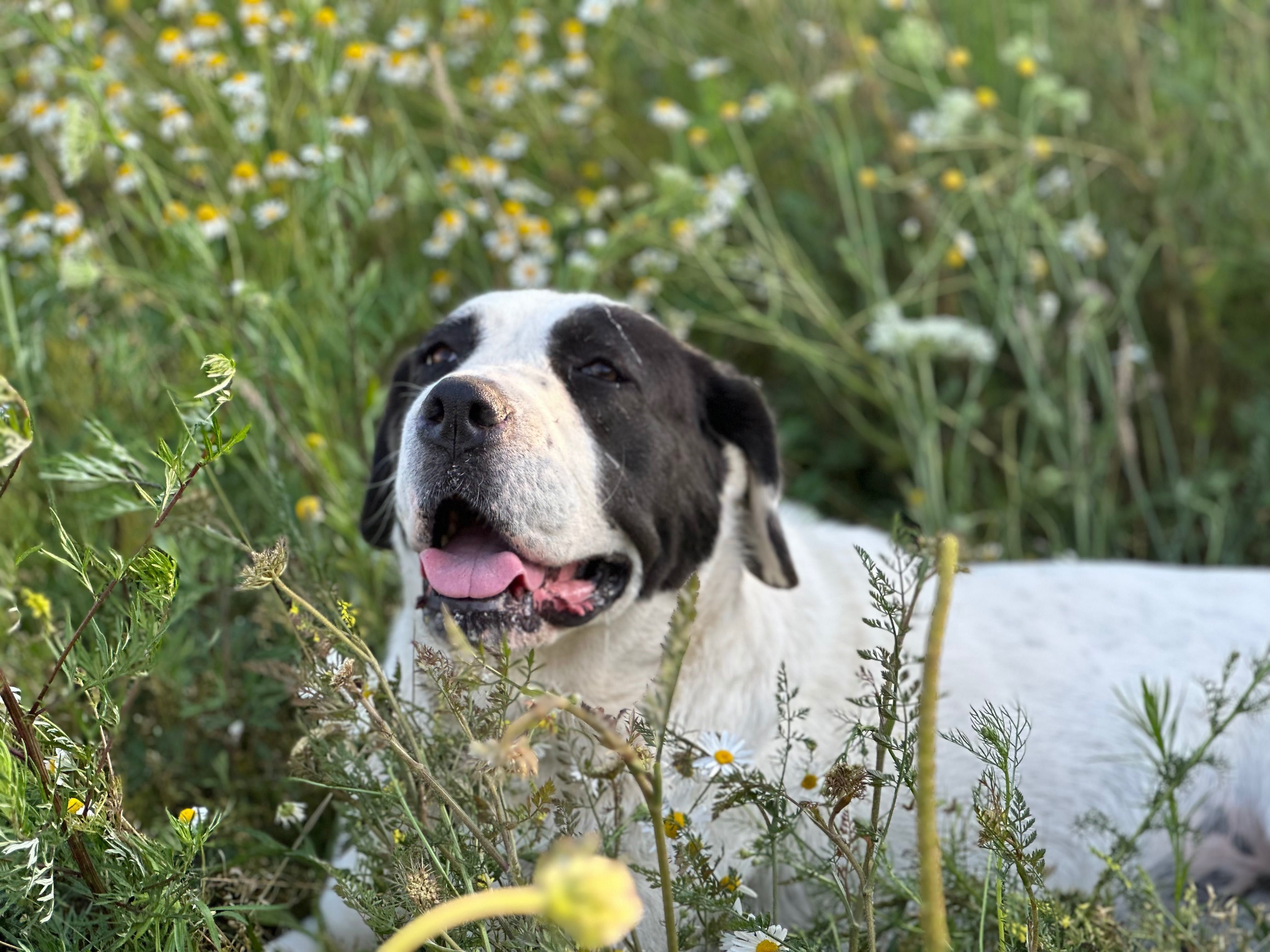 Manta, owczarek środkowoazjatycki, do adopcji