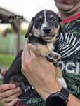 Maluchy w typie Jamnika do adopcji
