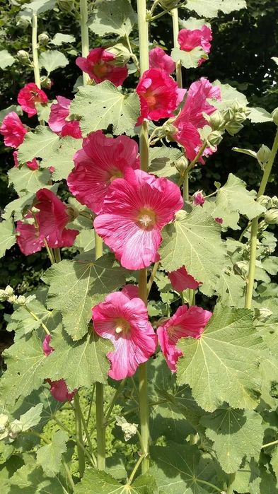 Miód Pszczeli  z własnej pasieki