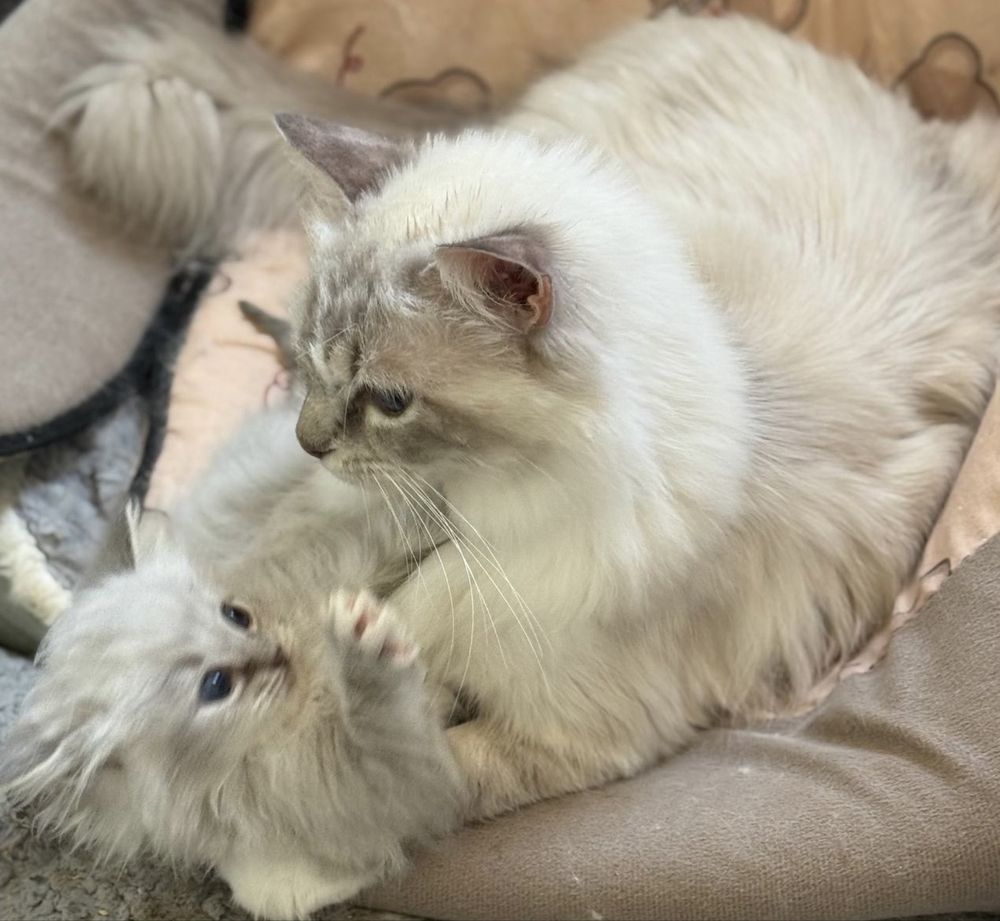 Ragdoll kotek Teddy kocurek