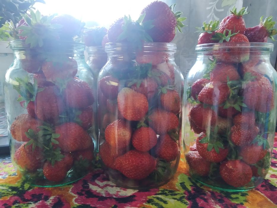 Саджанці полуниці | Саженцы клубники