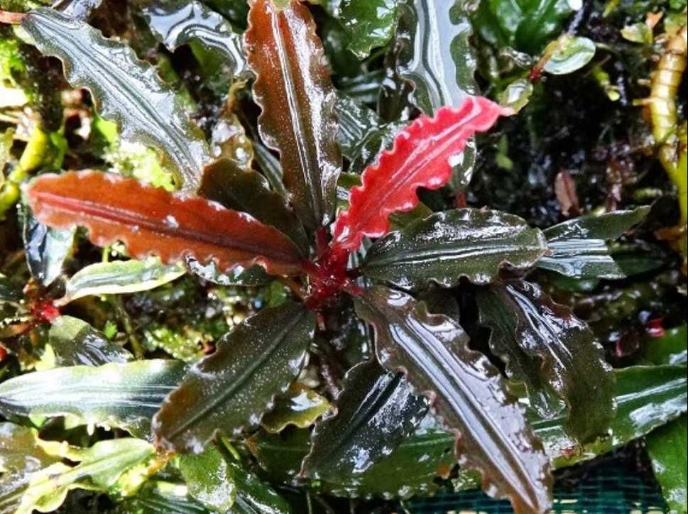 Rośliny do akwarium - Bucephalandra Biblis Red
