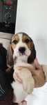 Piękny piesek rasy Beagle