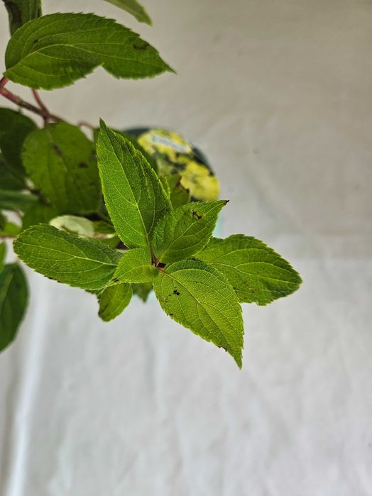 Hortensja bukietowa Mohito 35cm C2 – krzew ozdobny + nawóz gratis