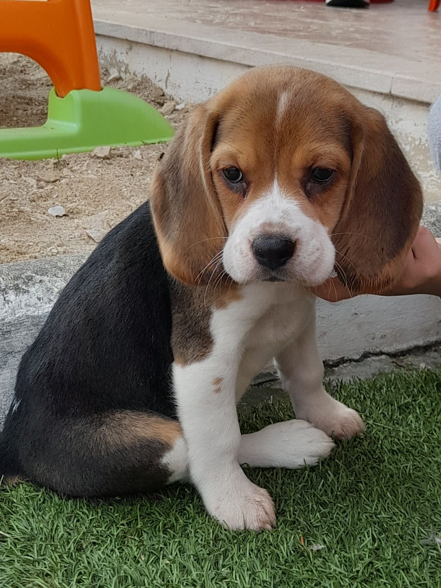 Beagle fêmea pura