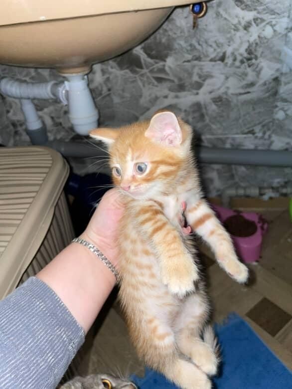 Відам 2 кошеняток 2 ХЛОПЧИКА