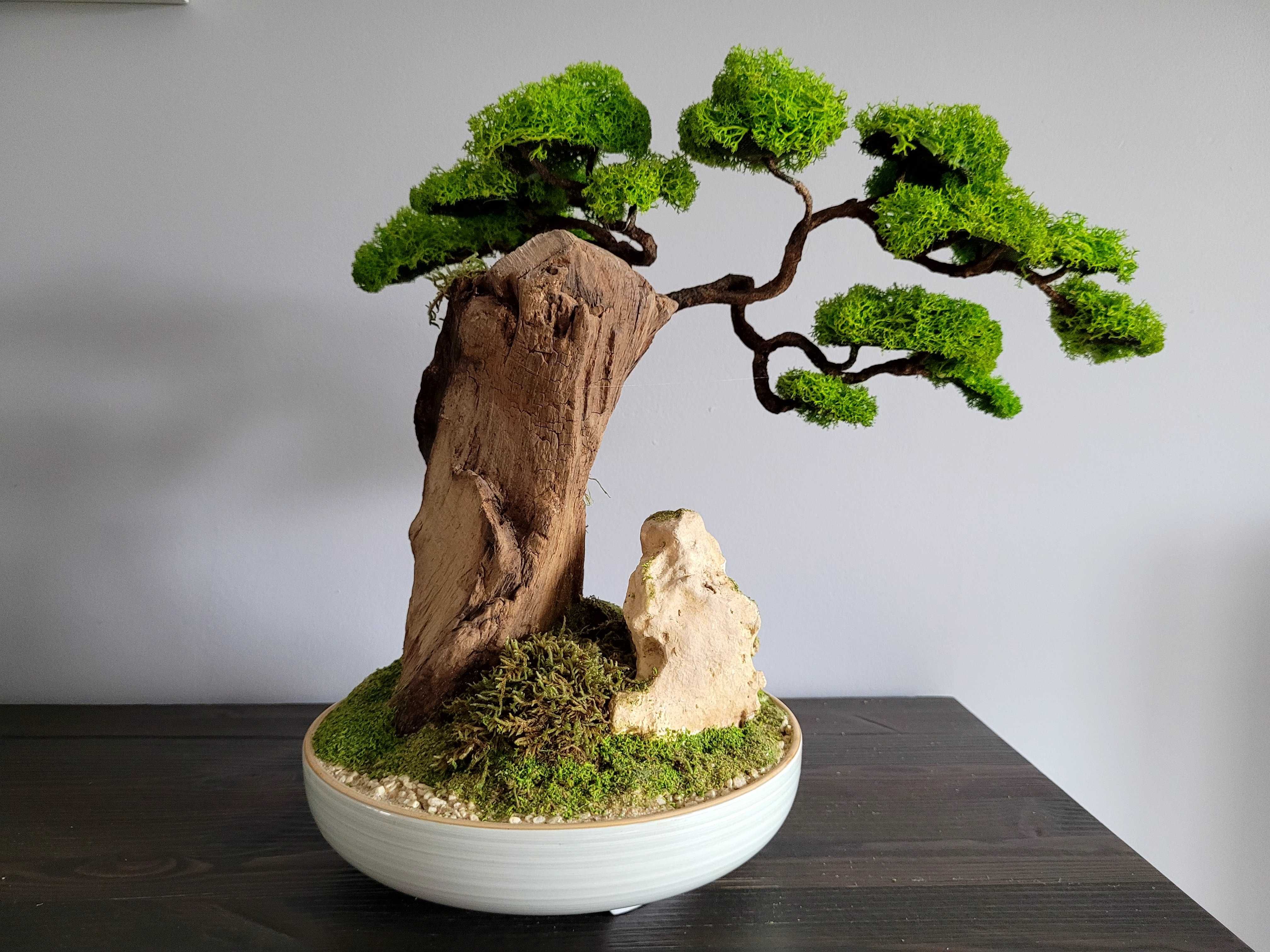 Drzewko Bonsai duże mech chrobotek