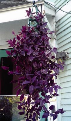 Planta Decorativa Flores Tradescantia Pallida Purpurea Trapoeraba Roxa