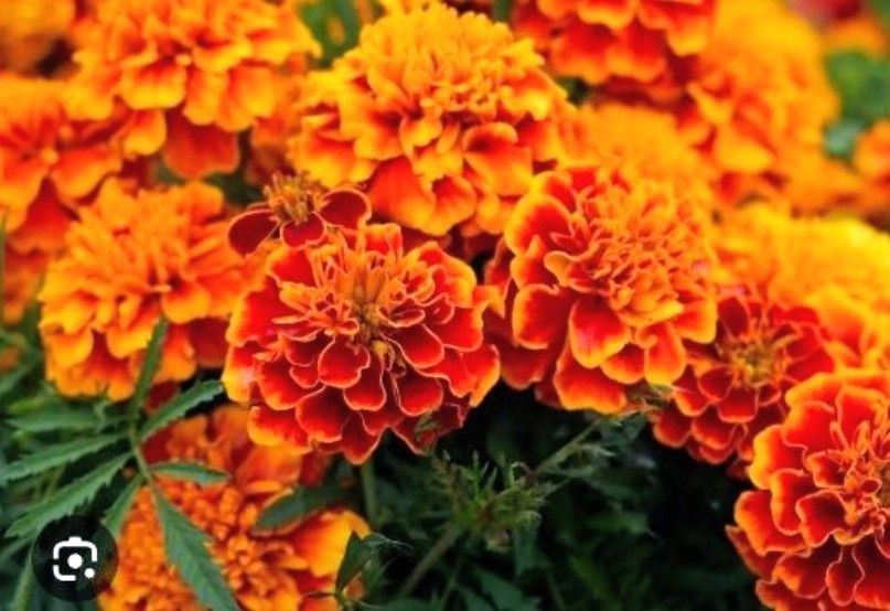 Nasiona aksamitek duża ilość