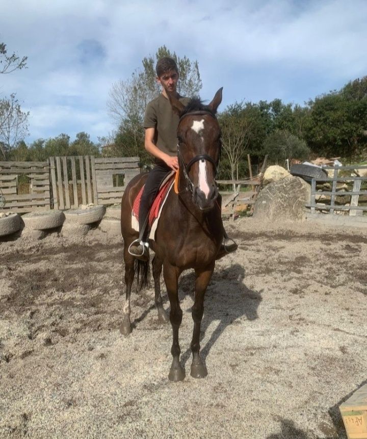 Vendo Cavalo Castrado