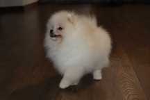 Chłopiec pomeranian dla rodziny