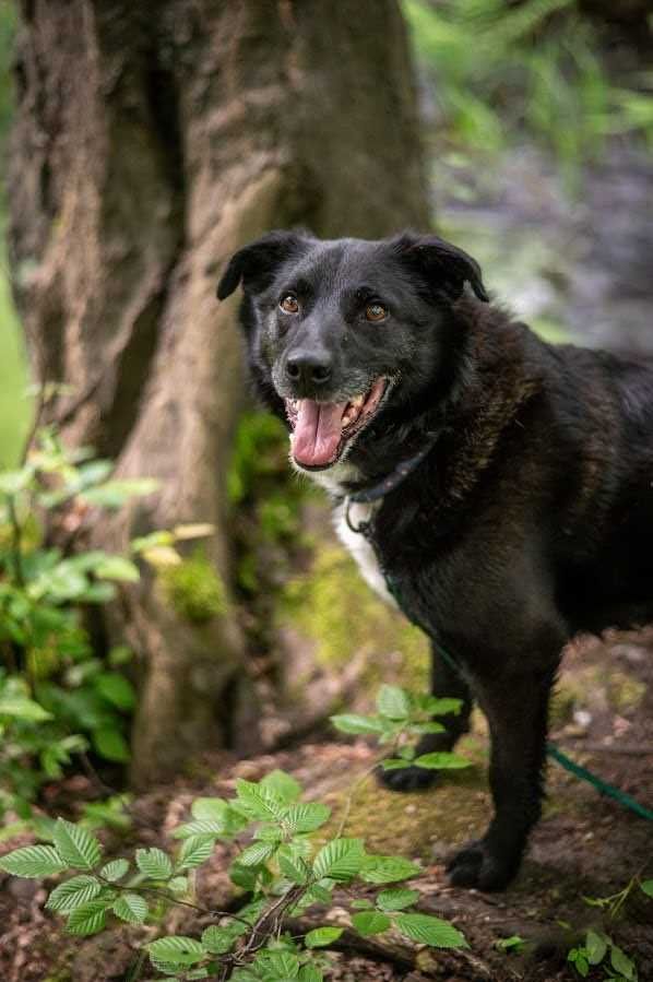 Wspaniały Sezamek poleca się do adopcji!