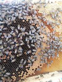 Odkłady pszczele,ule wielkopolskie ule ramki pszczoły