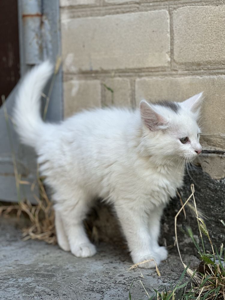 Руде і біле кошеня, хлопчики