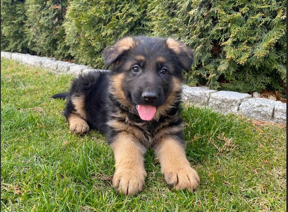 Szczeniak Suczka Owczarek Niemiecki Krótkowłosy FCI