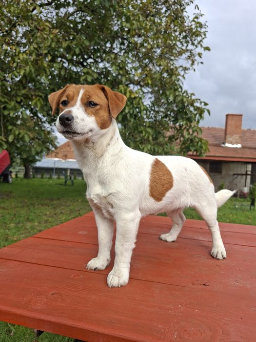 Jack Russell Terrier dziewczynka z rodowodem FCI