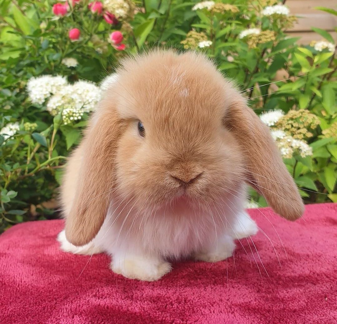 KIT Coelhos anões orelhudos, mini lop adoráveis e super inteligentes