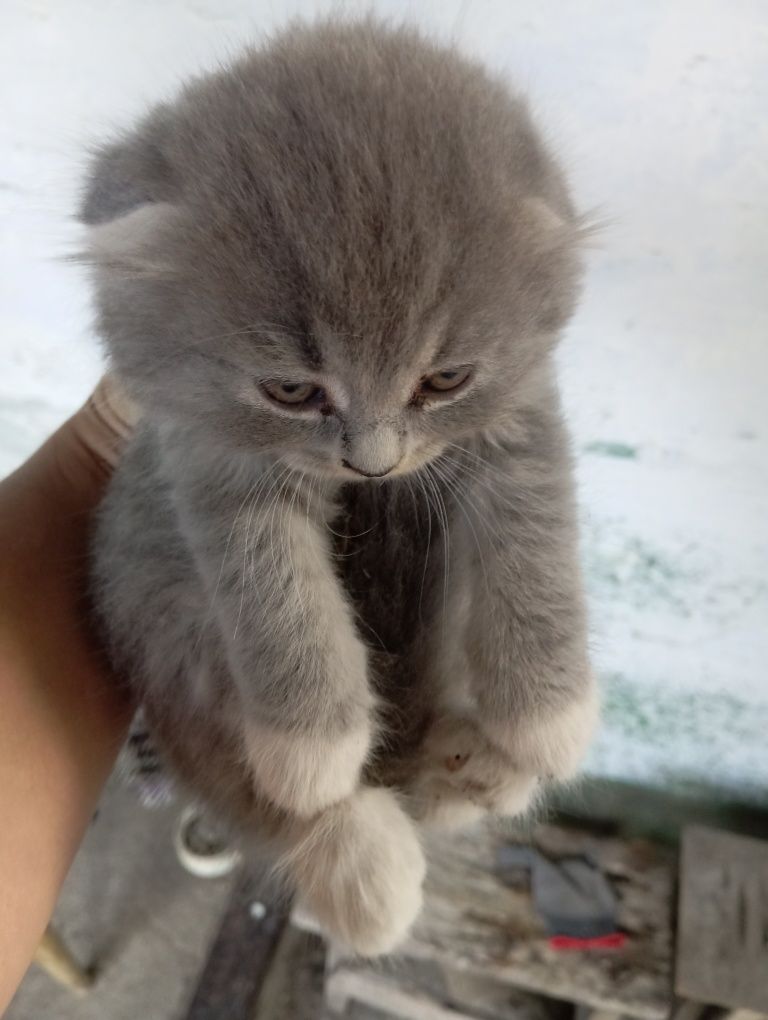 Кошенята безкоштовно