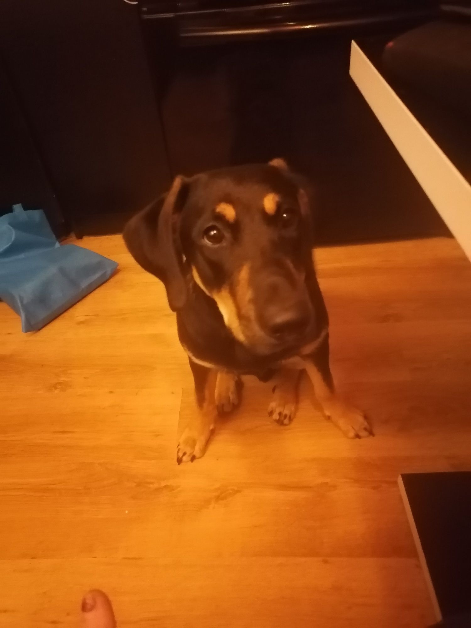 Oddam psa w dobre ręce