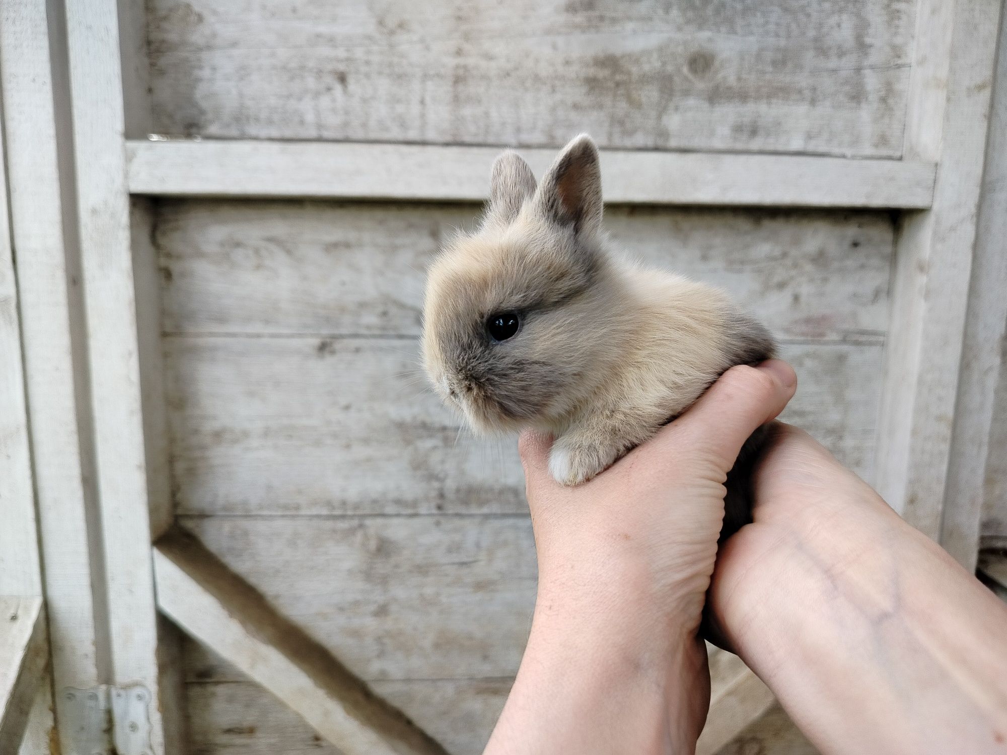 Króliki miniaturki karzełek teddy