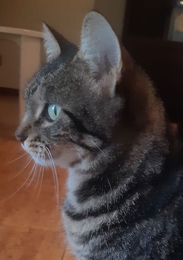 Gata LINDA para dar