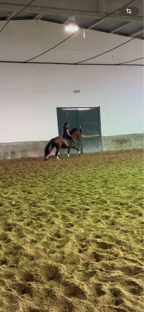 Vendo cavalo manso