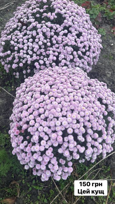 Хризантема різнокольорова