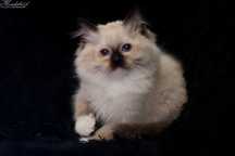Ragdoll, super puchaty kocurek seal mitted z rodowodem FPL