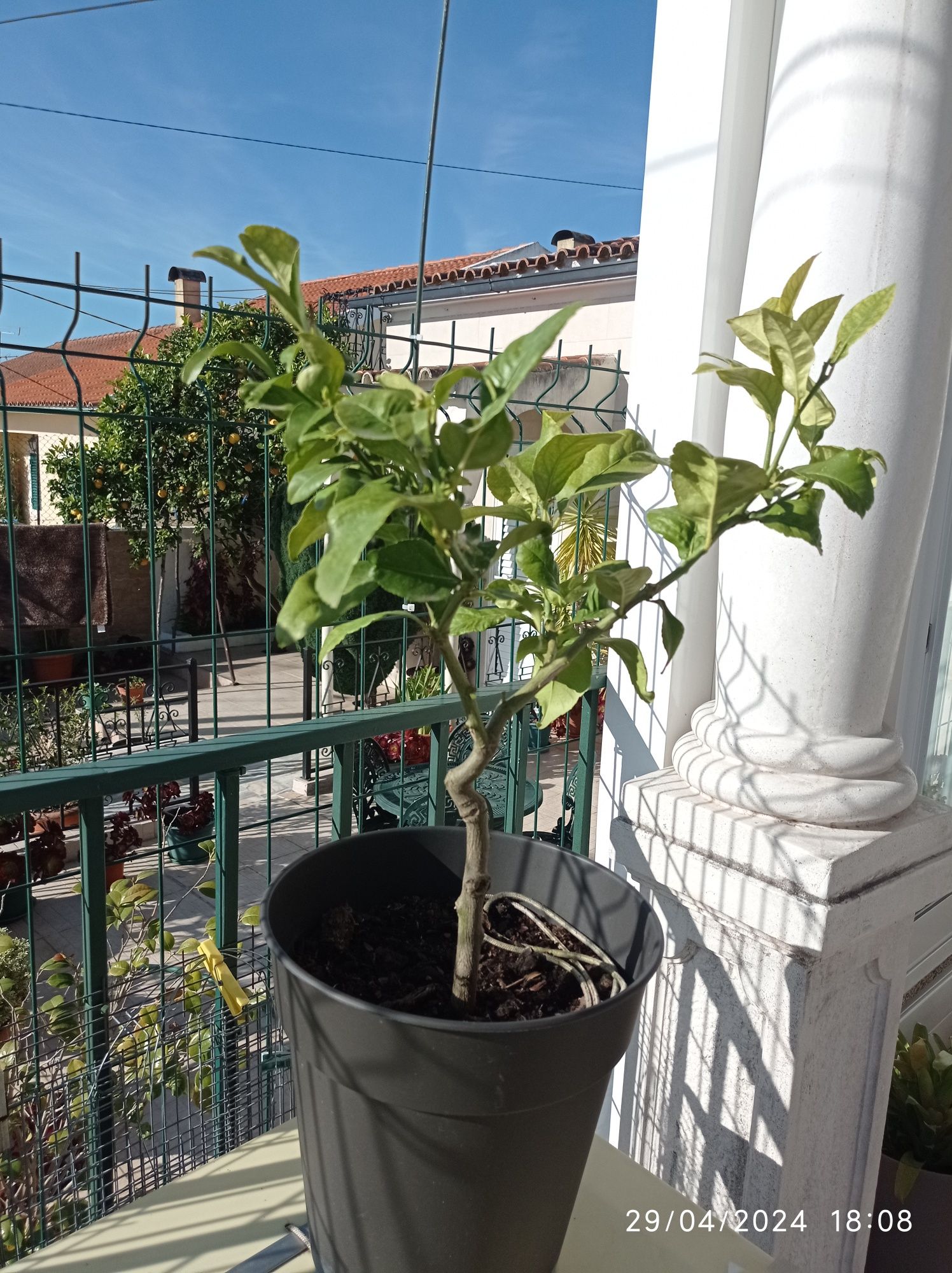 Vendo Limoeiro em Vaso