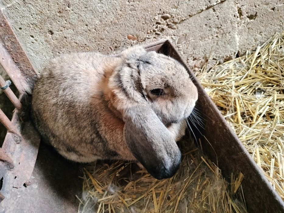 Królik Baran Francuski.