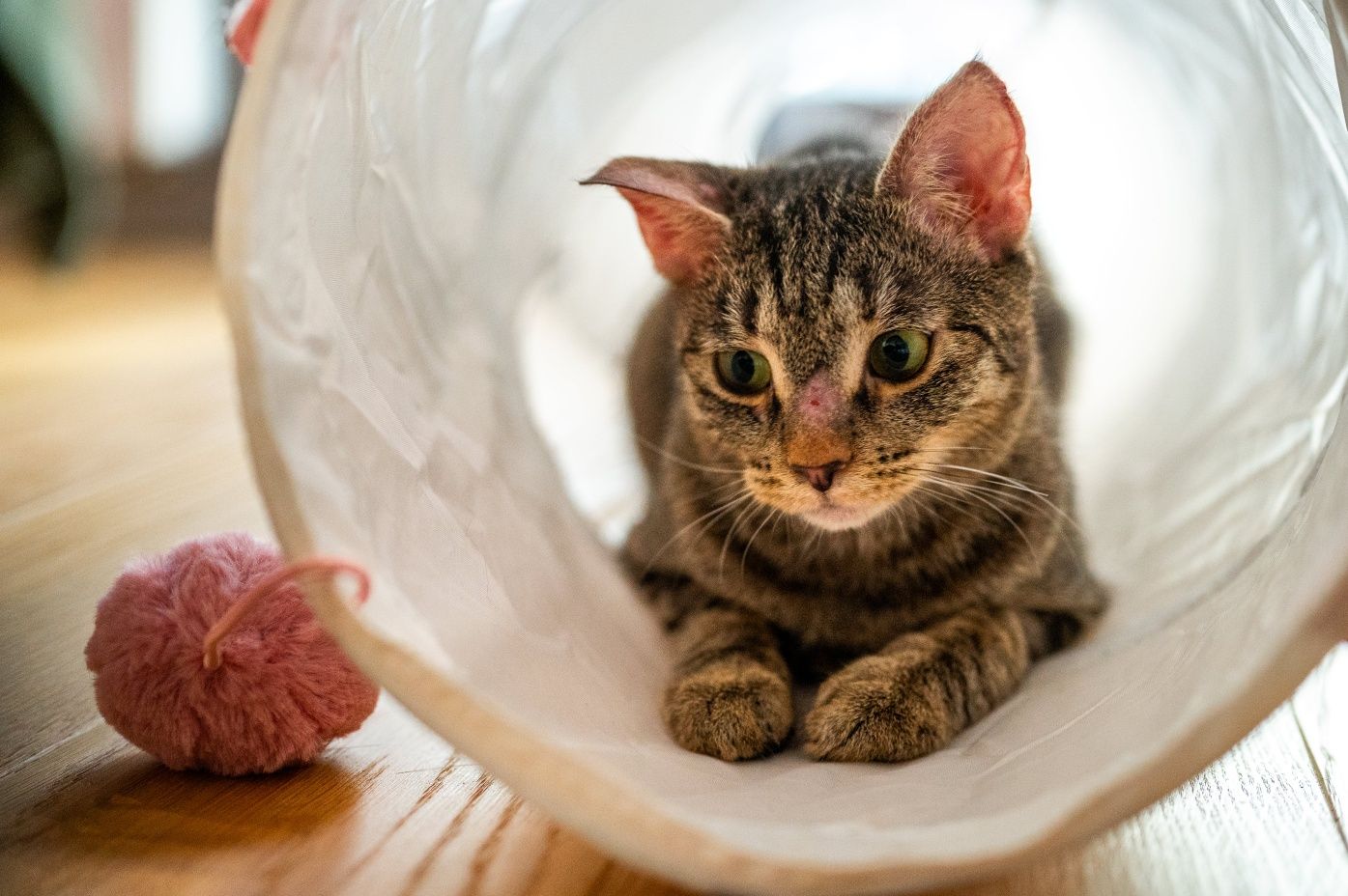 Kicia Wrotka poleca się do adopcji