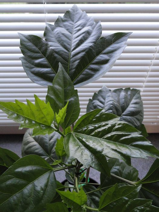 hibiskus / róża chińska / kwiaty doniczkowe