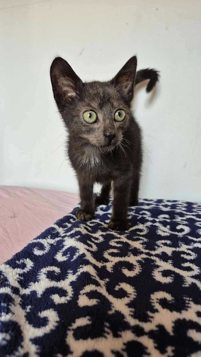 Robaczek - czarny kocurek do adopcji