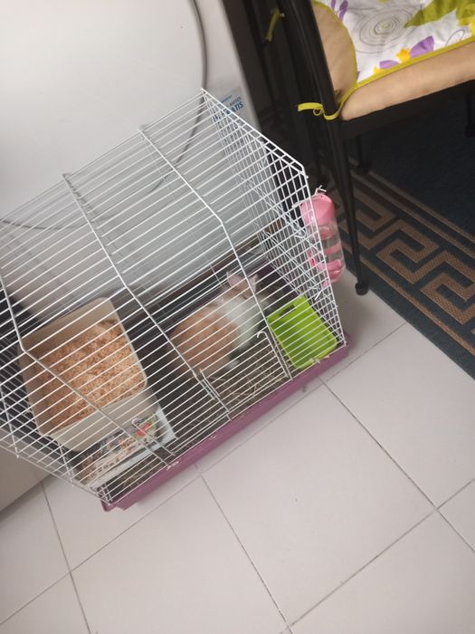 Vendo coelhinha ana com 3 para 4 meses com gaiola