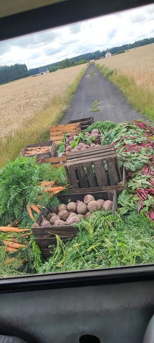 Buraki buraczki ćwikłowe czerwone (ziemniaki cebula)