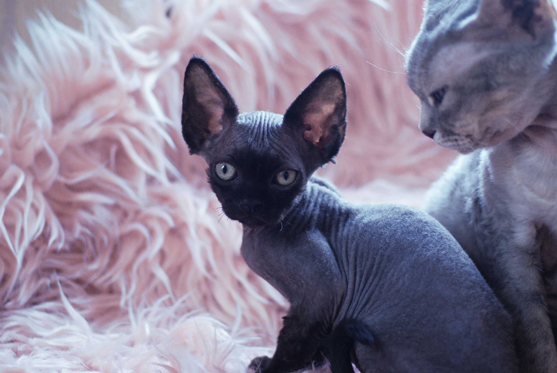 Niebieski point Devon Rex po championie